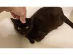 Adopt Dusty a Domestic Short Hair