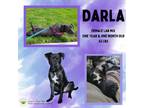 Adopt Darla a Labrador Retriever