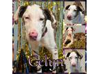 Adopt Celyn a Catahoula Leopard Dog