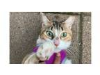 Adopt Maru a Domestic Short Hair