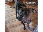Adopt Journey a Shar-Pei, Pit Bull Terrier