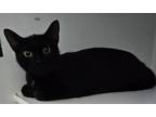 Adopt Isis a Domestic Short Hair