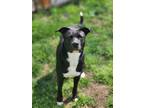 Adopt Ember a American Staffordshire Terrier