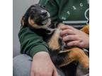 Adopt Merida a Australian Cattle Dog / Blue Heeler