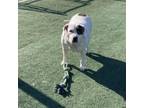 Adopt Patches a Mixed Breed