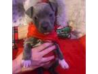 Adopt Winter a Pit Bull Terrier