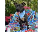 Adopt Molly a Pit Bull Terrier