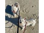 Adopt Nana & Cappy a Schnauzer