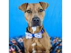 Adopt Silversea a Pit Bull Terrier, Mixed Breed