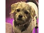 Adopt Azula a Cairn Terrier, Dachshund
