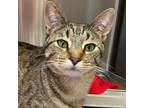 Adopt Jema a Domestic Short Hair