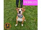 Adopt Pebbles a Boxer