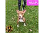 Adopt Wilma a Basenji