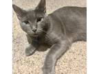 Adopt Miranda a Domestic Short Hair, Russian Blue