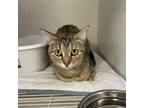 Adopt Toaster a Domestic Short Hair