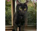 Adopt Garlic a Domestic Short Hair