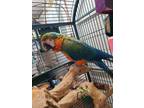 Adopt Lola a Macaw