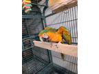 Adopt Jerry a Macaw