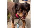 Adopt ROXIE, SPECIAL NEEDS a Tibetan Spaniel, Cavalier King Charles Spaniel