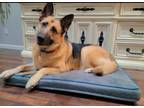 Adopt Ginger a German Shepherd Dog