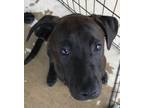 Adopt HANNA a Black Labrador Retriever, Hound