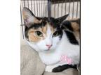 Adopt Sky a Calico