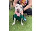 Adopt Harley a Pit Bull Terrier, Mixed Breed