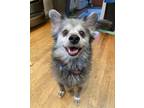 Adopt Pepper Ann a Shetland Sheepdog / Sheltie, Poodle