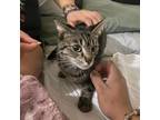 Adopt Lulu (f) a Domestic Short Hair, Tabby