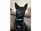 Adopt Gigi a Belgian Shepherd / Malinois, German Shepherd Dog