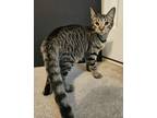 Adopt Yoki a Domestic Short Hair