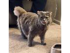 Adopt Mileva Einstein a Domestic Long Hair