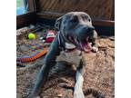 Adopt Ariel a American Staffordshire Terrier