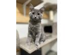 Adopt Orin (Pickles) a Domestic Medium Hair