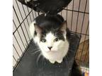 Adopt Sweetheart a Domestic Short Hair