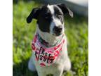 Adopt Cotton a Border Collie, English Pointer