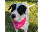 Adopt Charlotte a English Pointer, Border Collie