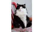 Adopt Willow (bonded trio with Fritz & Zia) a Domestic Medium Hair