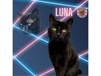 Adopt Luna a Domestic Short Hair