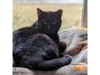 Adopt Leto a Domestic Short Hair