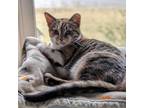 Adopt Artemis a Domestic Short Hair