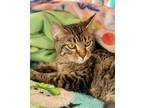 Adopt Rosebud-bonded with sister Buttercup and cousin Evie a Tabby