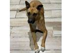 Adopt Perla a Rhodesian Ridgeback, Belgian Shepherd / Malinois