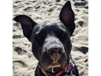 Adopt Gisela a American Staffordshire Terrier