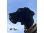 Adopt Willow a Great Dane