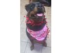 Adopt LACY a Rottweiler