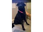 Adopt Binidi a Labrador Retriever, German Shepherd Dog