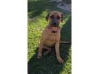 Adopt Leia a Labrador Retriever, Pit Bull Terrier