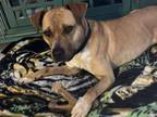 Adopt Yoplait #48491 a Black Mouth Cur