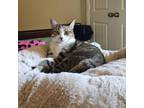 Adopt Sophia (mom) a Domestic Short Hair